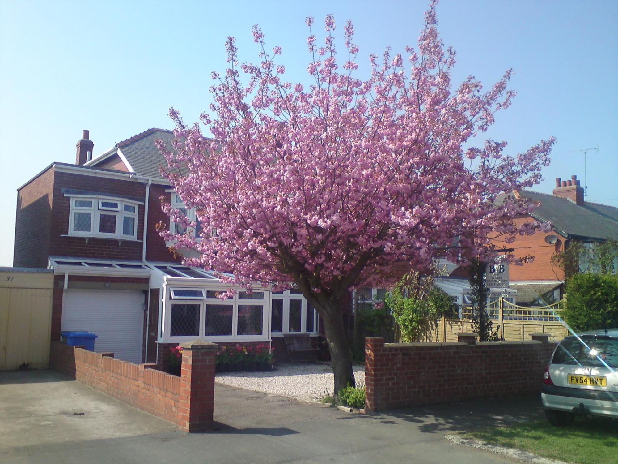 Cherry Blossom Guest House Whitby Ngoại thất bức ảnh